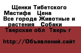 Щенки Тибетского Мастифа › Цена ­ 60 000 - Все города Животные и растения » Собаки   . Тверская обл.,Тверь г.